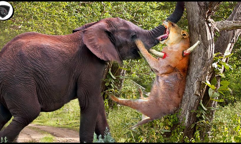 Lion Must Receive Catastrophic Failure When He Subjectively Attack Elephant || Wild Animal Attack