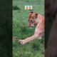 Lion Playing With Baby Impala. 😱 #shorts #animals