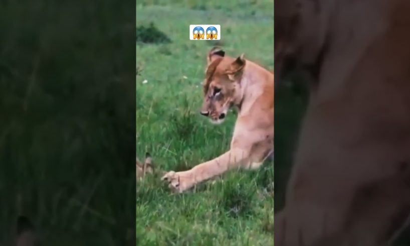 Lion Playing With Baby Impala. 😱 #shorts #animals