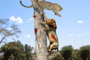 Lion vs Leopard & Amazing Animal Fights - Wild Animals Documentary