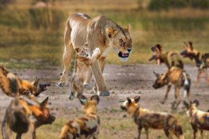 Lioness vs 10 Wild Dogs - Craziest Animal Fights of All Time 2022