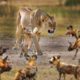 Lioness vs 10 Wild Dogs - Craziest Animal Fights of All Time 2022