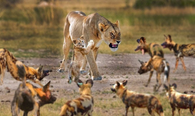 Lioness vs 10 Wild Dogs - Craziest Animal Fights of All Time 2022