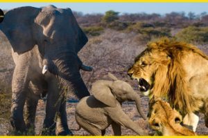 Lions vs Elephants | Amazing Animal Rescues #ST. SOME