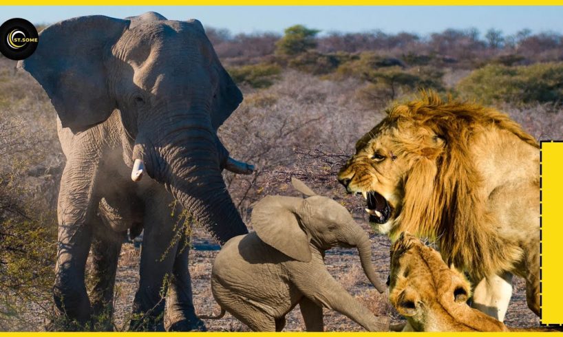 Lions vs Elephants | Amazing Animal Rescues #ST. SOME