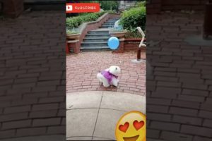 Little Cute Puppy Playing with Balloon 🦮🐕‍🦺🐩