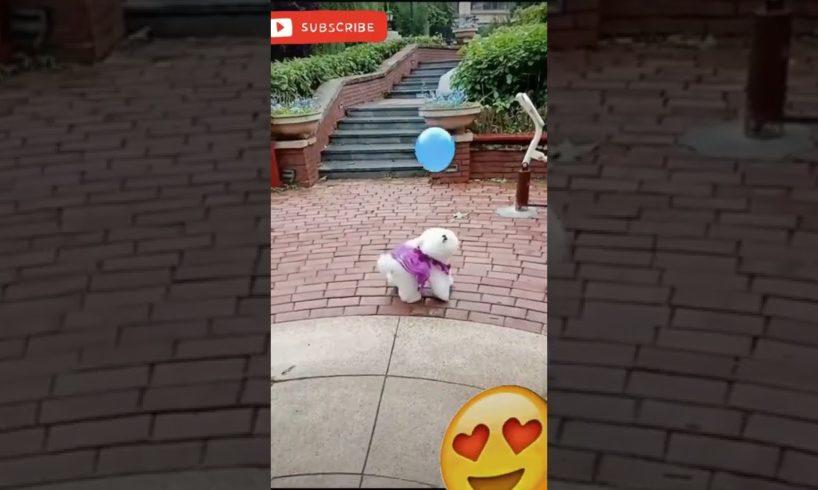 Little Cute Puppy Playing with Balloon 🦮🐕‍🦺🐩