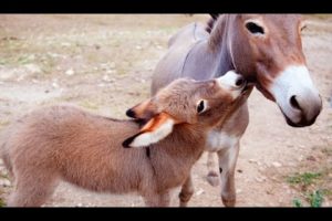 Little Donkey is playing with mother donkey #little #donkey #animals