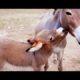 Little Donkey is playing with mother donkey #little #donkey #animals