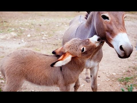 Little Donkey is playing with mother donkey #little #donkey #animals