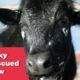 Lucky the Rescued Cow