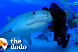 Man Has Been Friends With Tiger Shark For Over 22 Years | The Dodo Faith = Restored