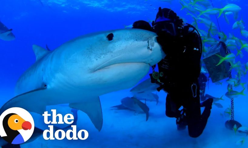 Man Has Been Friends With Tiger Shark For Over 22 Years | The Dodo Faith = Restored