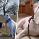 Man learns sign language for his rescued deaf puppy