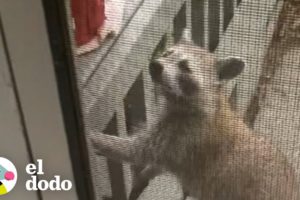 Mapache salvaje le presenta su hija y a su nieta a esta mujer | El Dodo