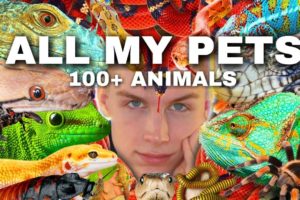 Meet ALL My Pets (I Have 100+ Animals) [🐸,🦔,🐶,🕷,🐢,🦎,🐍,🐜]