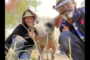 Meet Spunky the Pig Rescue at Spirit of Animals Sanctuary