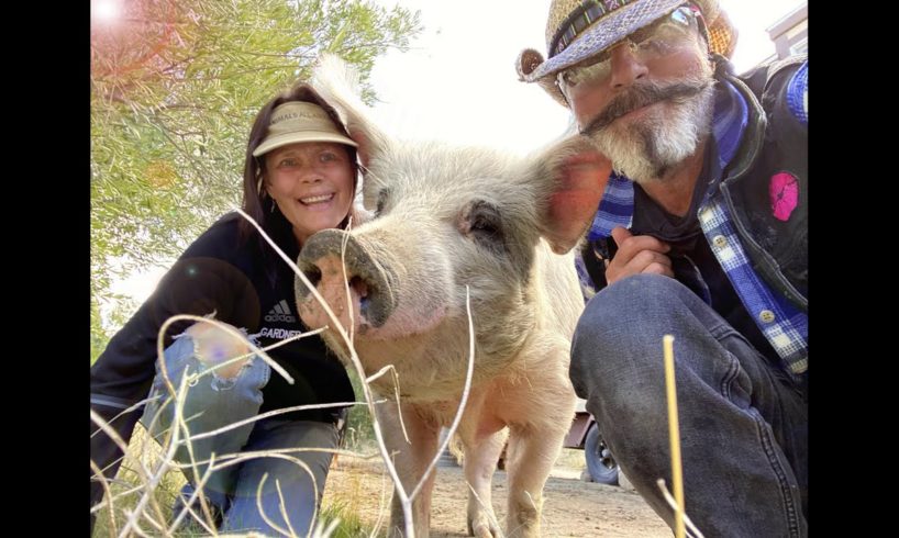 Meet Spunky the Pig Rescue at Spirit of Animals Sanctuary