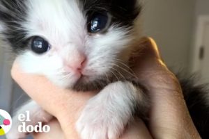 Mira crecer a este gatito micro-mini | El Dodo