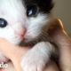 Mira crecer a este gatito micro-mini | El Dodo