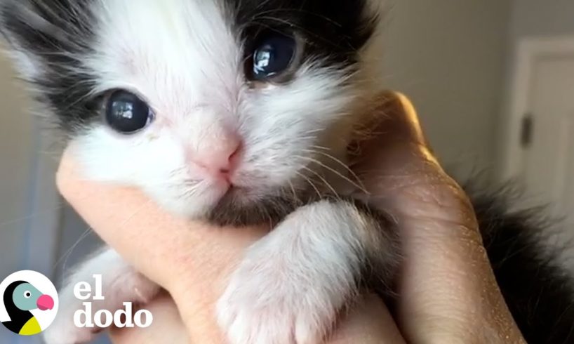 Mira crecer a este gatito micro-mini | El Dodo