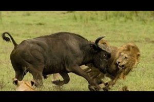 Moments when buffalo fight back lions | Animal Fight - Big-Wildlife.