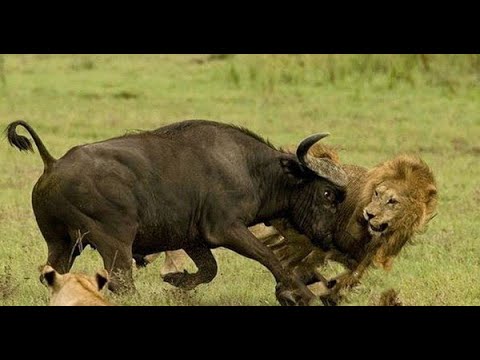 Moments when buffalo fight back lions | Animal Fight - Big-Wildlife.