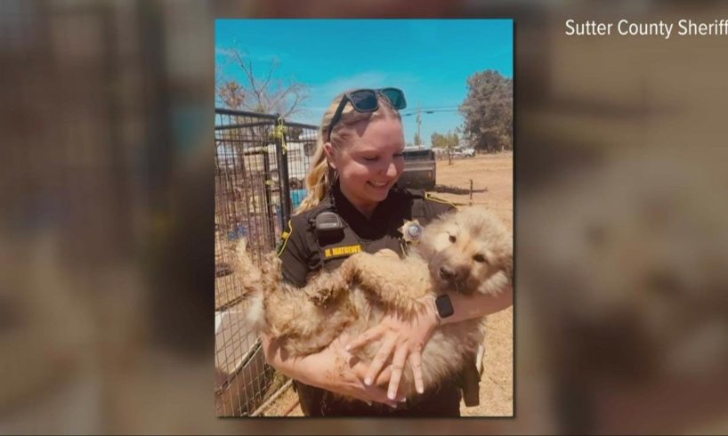 More than 60 animals rescued from abuse by Sutter County Sheriff | Top 10