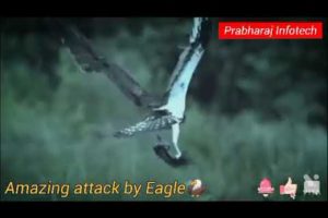 Most Amazing Moments Of Wild Animal Fights!The Best Of Eagle Attacks|Wild Discovery Animals