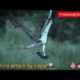Most Amazing Moments Of Wild Animal Fights!The Best Of Eagle Attacks|Wild Discovery Animals