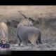 Most Amazing Wild Animal Attacks ,CRAZIEST Animal Fights,Wild dogs killing fawn ,Lion vs Hippo,Lion