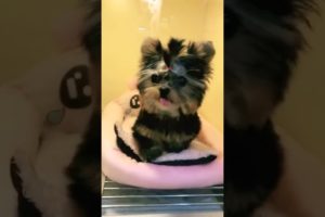 Most Cutest Puppy Best Puppies Videos So Adorable Puppies 10
