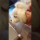 Most Cutest Puppy Best Puppies Videos So Adorable Puppies 94