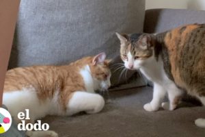 Mujer va a Papa John's y termina rescatando gatitos | Cat Crazy | El Dodo