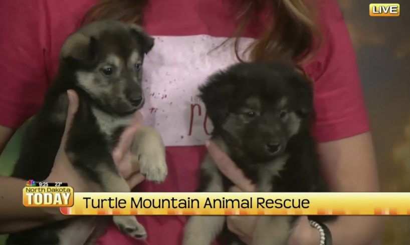 NDT Turtle Mountain Animal Rescue