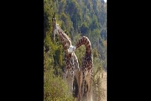 “Neck and Neck”! Giraffes Fighting - Wild Animal Fights