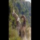 “Neck and Neck”! Giraffes Fighting - Wild Animal Fights