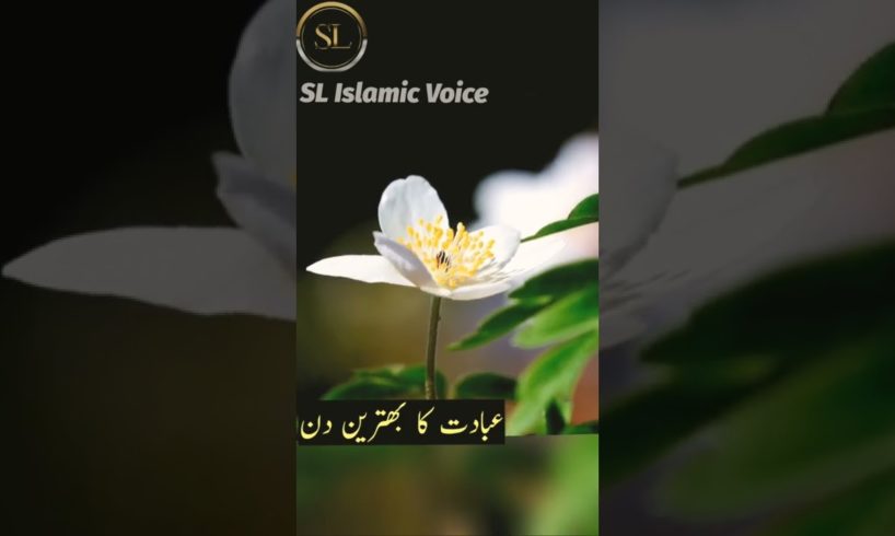 One day before Death |SL Islamic Voice| @Rohail Voice