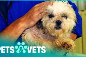 Over 100 Dogs Rescued From A Puppy Mill | Animal Rescue | Pets & Vets