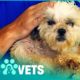 Over 100 Dogs Rescued From A Puppy Mill | Animal Rescue | Pets & Vets