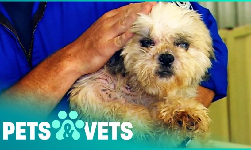 Over 100 Dogs Rescued From A Puppy Mill | Animal Rescue | Pets & Vets