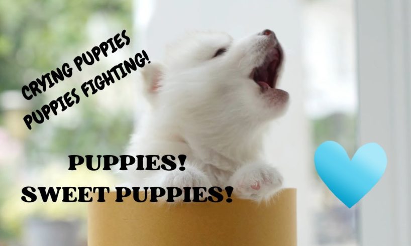 PUPPIES! Sweet Adorable PUPPIES! PUPPIES Fighting! Puppies Playing! #short   #funnypuppyvideos