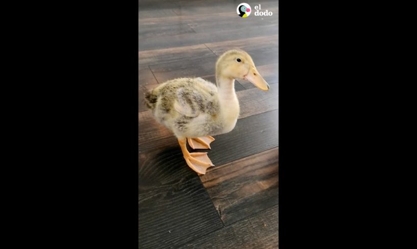 Patos bebés se abrazan mientras duermen | Pequeño y Valiente | El Dodo