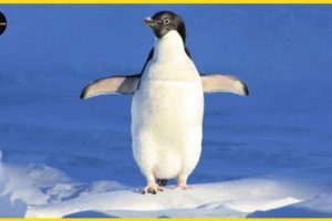 Penguins | Top funny animals | Animal Rescues #ST. SOME
