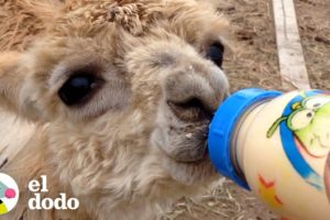 Pequeña alpaca pequeñita tiene una enorme personalidad | El Dodo