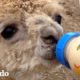 Pequeña alpaca pequeñita tiene una enorme personalidad | El Dodo