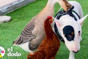 Pequeño ansarino rescatado piensa que este bull terrier es su mamá | Parejas Disparejas | El Dodo