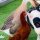 Pequeño ansarino rescatado piensa que este bull terrier es su mamá | Parejas Disparejas | El Dodo