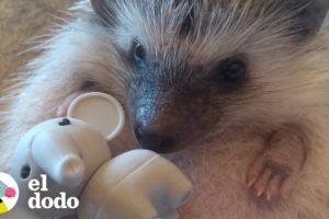 Pequeño mancha rosada crece y se convierte en un erizo | El Dodo