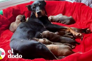 Perrita mamá gruñona y sus 7 bebés vivían en una campaña, hasta que... | ¡Adóptame! | El Dodo